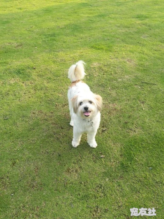 捡到的丝毛狗,母,已带它绝育,现身体健康,聪明乖巧.