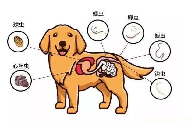 狗气管和食管的位置图图片